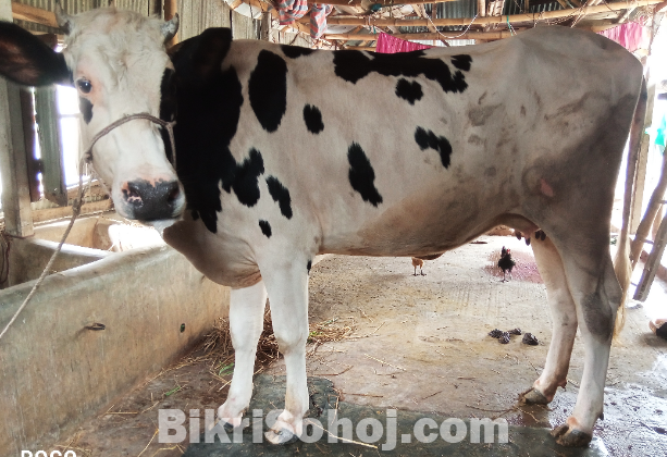ফ্রিজিয়ান  গাভী
